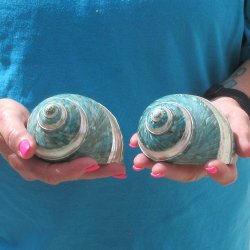 2pc Pearl Banded Ja...