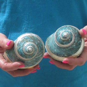 2pc Pearl Banded Jade Turbo shells - for $20/lot