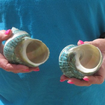 2pc Pearl Banded Jade Turbo shells - for $20/lot