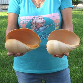 2pc 8" Philippine crowned baler melon shells- for $17/lot