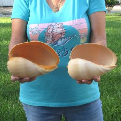 2pc 8" Philippine crowned baler melon shells- for $17/lot