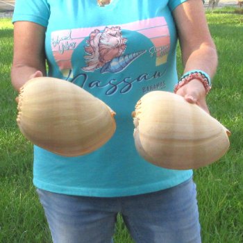 2pc 8" Philippine crowned baler melon shells- for $17/lot
