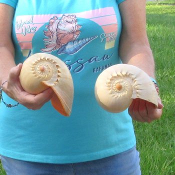 2pc 8" Philippine crowned baler melon shells- for $17/lot