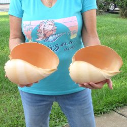 2pc 9" Philippine crowned baler melon shells- for $20/lot