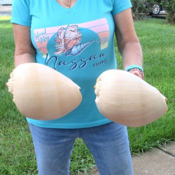 2pc 9" Philippine crowned baler melon shells- for $20/lot