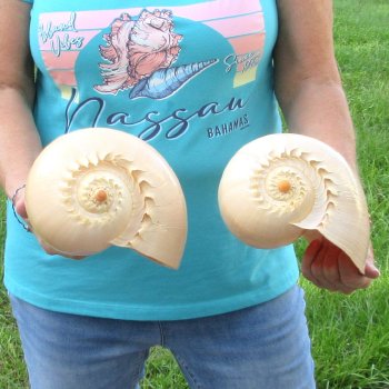 2pc 9" Philippine crowned baler melon shells- for $20/lot