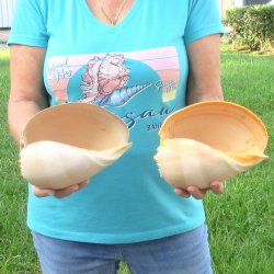 2pc 8" Philippine crowned baler melon shells- for $17/lot