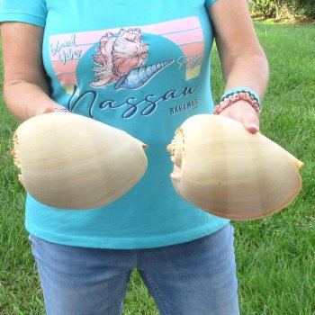 2pc 8" Philippine crowned baler melon shells- for $17/lot