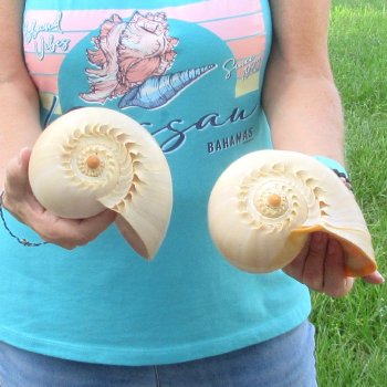 2pc 8" Philippine crowned baler melon shells- for $17/lot