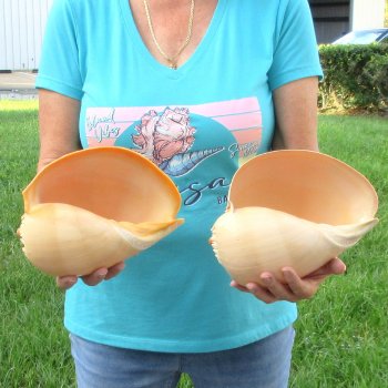 2pc 9" Philippine crowned baler melon shells- for $20/lot