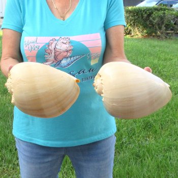 2pc 9" Philippine crowned baler melon shells- for $20/lot