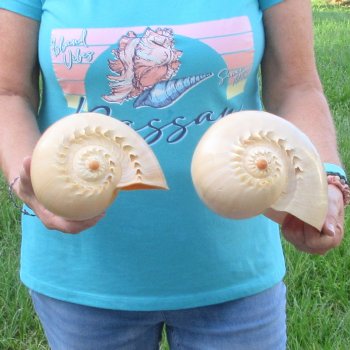 2pc 9" Philippine crowned baler melon shells- for $20/lot