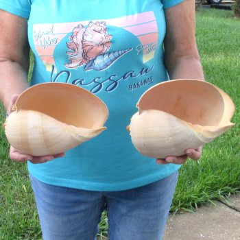 2pc 8" Philippine crowned baler melon shells- for $17/lot