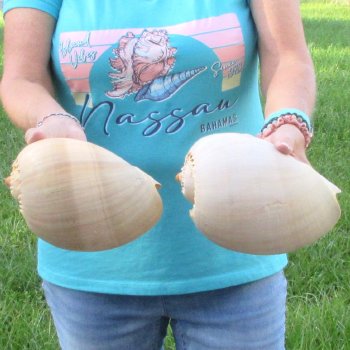 2pc 8" Philippine crowned baler melon shells- for $17/lot