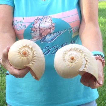 2pc 8" Philippine crowned baler melon shells- for $17/lot