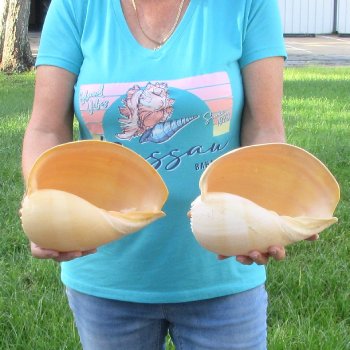 2pc 9" Philippine crowned baler melon shells- for $20/lot