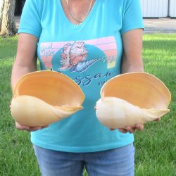 2pc 9" Philippine crowned baler melon shells- for $20/lot