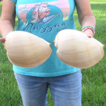 2pc 9" Philippine crowned baler melon shells- for $20/lot