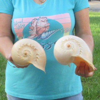 2pc 9" Philippine crowned baler melon shells- for $20/lot