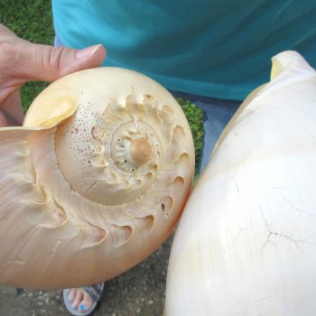 2pc 9" Philippine crowned baler melon shells- for $20/lot