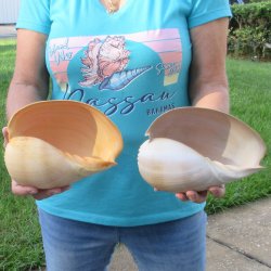 2pc 8" Philippine crowned baler melon shells- for $17/lot