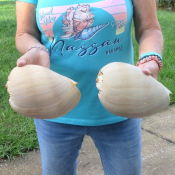 2pc 8" Philippine crowned baler melon shells- for $17/lot