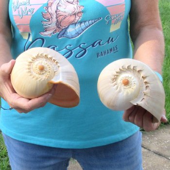 2pc 8" Philippine crowned baler melon shells- for $17/lot