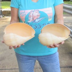 2pc 9" Philippine crowned baler melon shells- for $20/lot