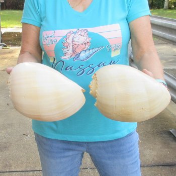 2pc 9" Philippine crowned baler melon shells- for $20/lot