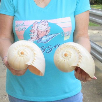 2pc 9" Philippine crowned baler melon shells- for $20/lot