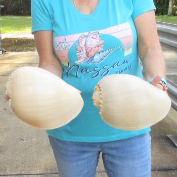 2pc 9" Philippine crowned baler melon shells- for $20/lot