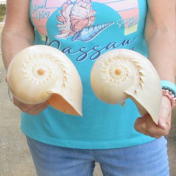 2pc 9" Philippine crowned baler melon shells- for $20/lot