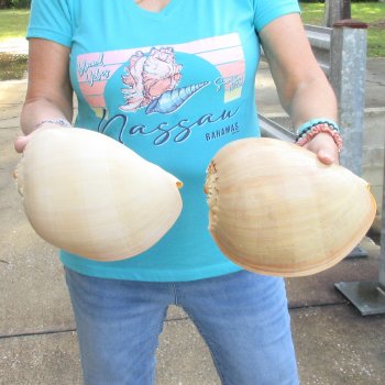 2pc 9" Philippine crowned baler melon shells- for $20/lot