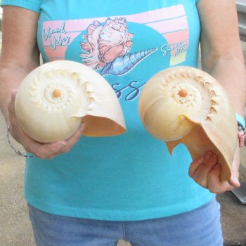 2pc 9" Philippine crowned baler melon shells- for $20/lot