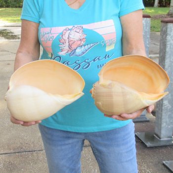 2pc 10" Philippine crowned baler melon shells- for $25/lot