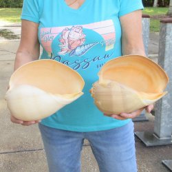 2pc 10" Philippine crowned baler melon shells- for $25/lot