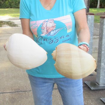 2pc 10" Philippine crowned baler melon shells- for $25/lot
