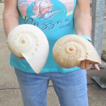 2pc 10" Philippine crowned baler melon shells- for $25/lot