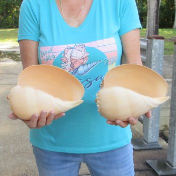 2pc 9" Philippine crowned baler melon shells- for $20/lot