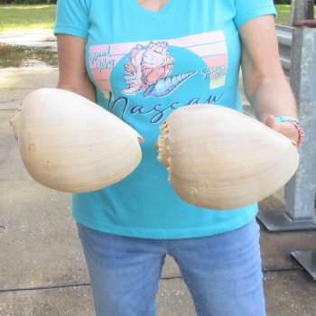 2pc 9" Philippine crowned baler melon shells- for $20/lot