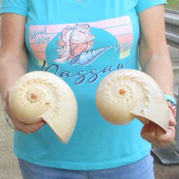 2pc 9" Philippine crowned baler melon shells- for $20/lot