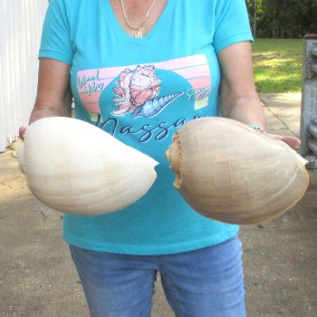 2pc 10" Philippine crowned baler melon shells- for $25/lot