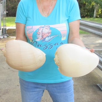 2pc 10" Philippine crowned baler melon shells- for $25/lot