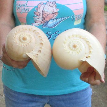 2pc 10" Philippine crowned baler melon shells- for $25/lot