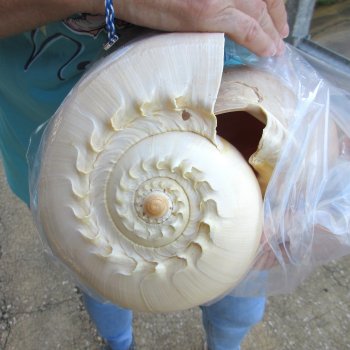 2pc 10" Philippine crowned baler melon shells- for $25/lot