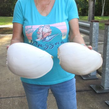 2pc 10" Philippine crowned baler melon shells- for $25/lot