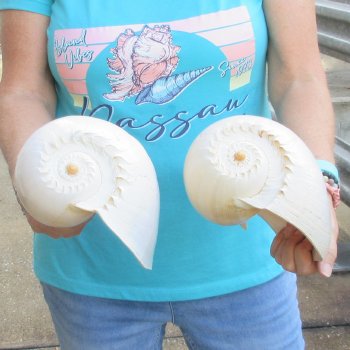 2pc 10" Philippine crowned baler melon shells- for $25/lot