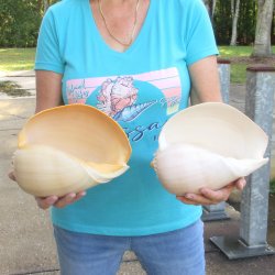 2pc 10" Philippine crowned baler melon shells- for $25/lot
