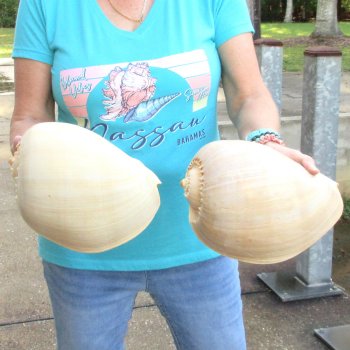 2pc 10" Philippine crowned baler melon shells- for $25/lot