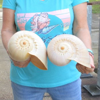 2pc 10" Philippine crowned baler melon shells- for $25/lot